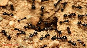الگوریتم بهینه سازی کلونی مورچه ها